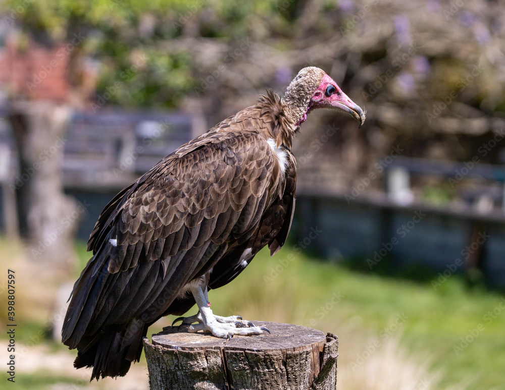 Fototapeta premium vulture resting on a plinth.