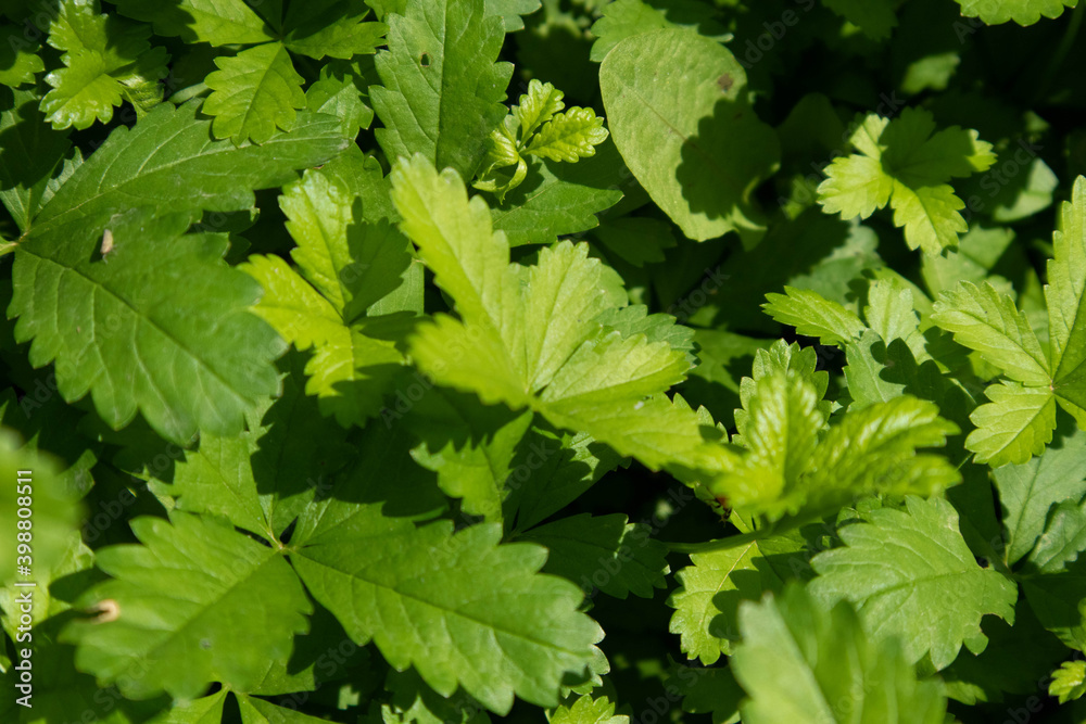 Leaves of wild plants from the ground in the countryside, Italy Leaves of wild plants from the ground in the countryside, Italy