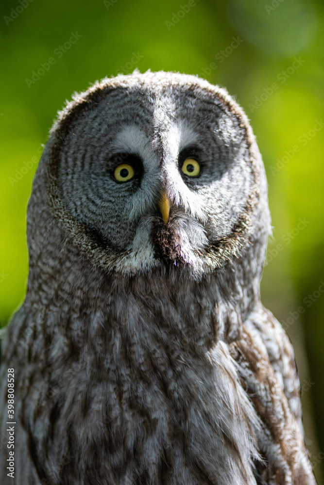 Portrait of a grey owl. Portrait of a grey owl.