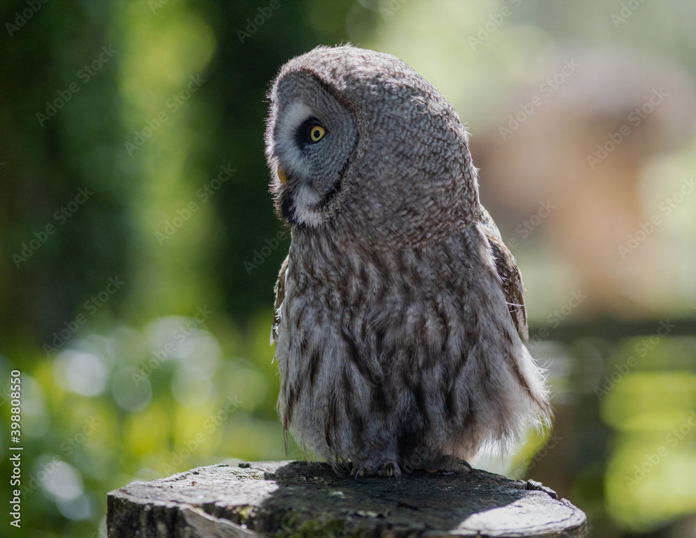 Fototapeta premium great grey owl