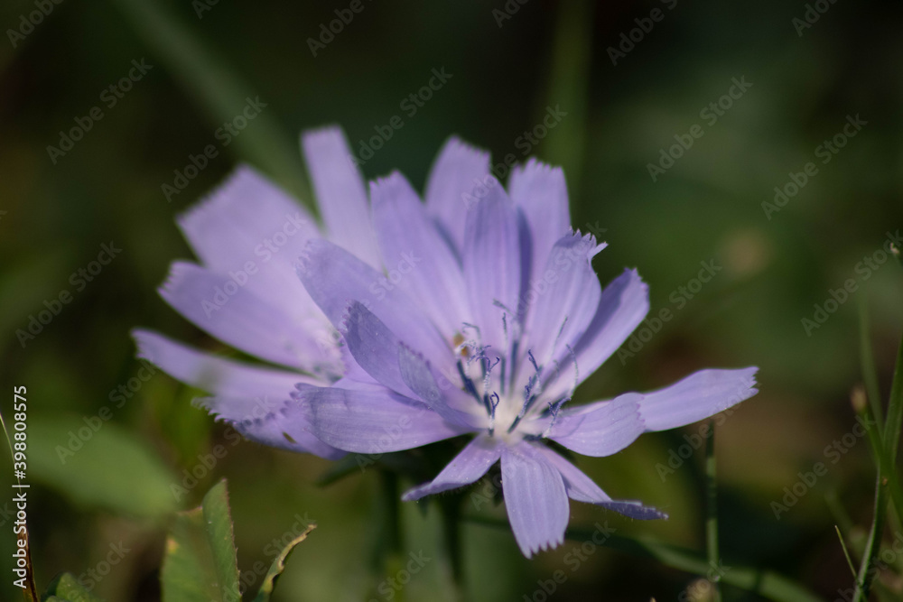 flowers spring in the italian countryside flowers spring in the italian countryside