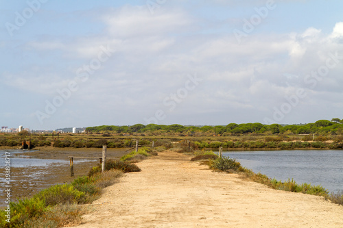 Campo  planta  flor  rio y agua en parque natural del R  o Piedras y Flecha del Rompido en Cartaya  Huelva  Andalucia  Espa  a