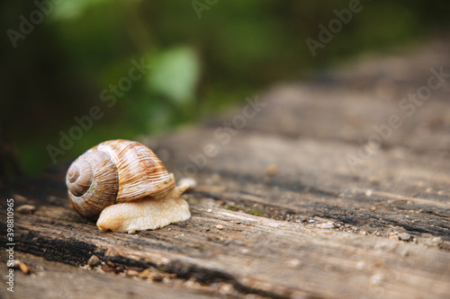 giant snail crosses the bridge in Plitvice Lakes