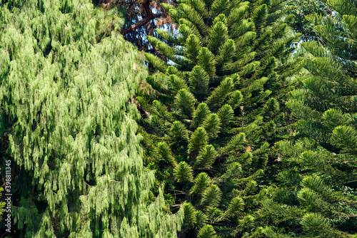 Tall pine trees close-up in the park