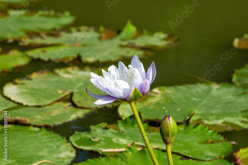 Close-up of blooming lotus and lotus leaves in the pond