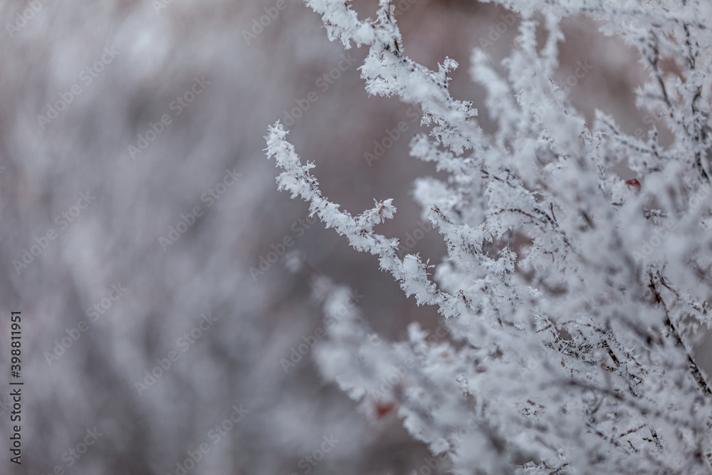 profile of frost on branches profile of frost on branches