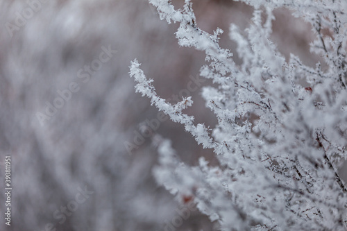 profile of frost on branches