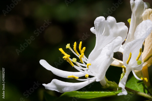A single white honeysuckle flower blossom, with with petals, is photographed close up in the spring woods. photo