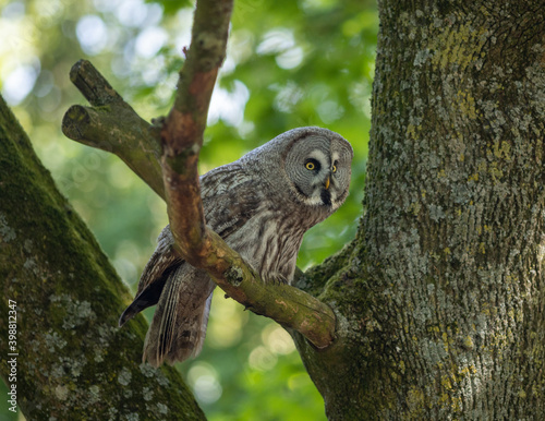 Greyowl perched in a tree
