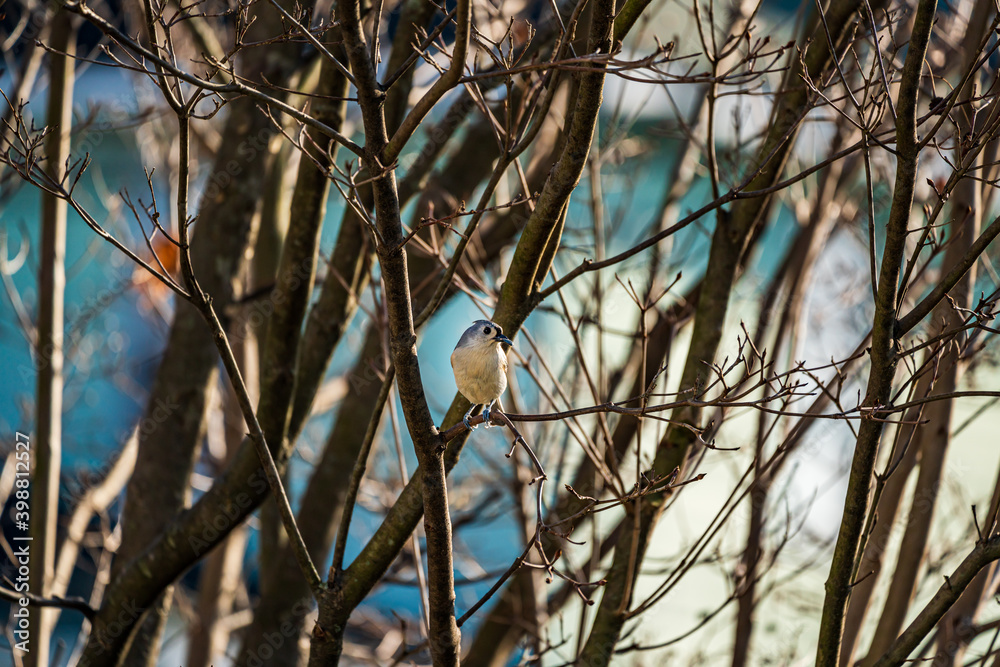 Tufted Titmouse Bird On A Tree Branch Tufted Titmouse Bird On A Tree Branch