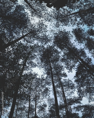 trees in the forest