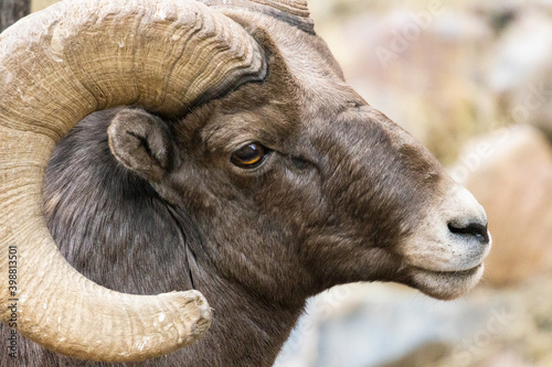 Bighorn Sheep Waterton