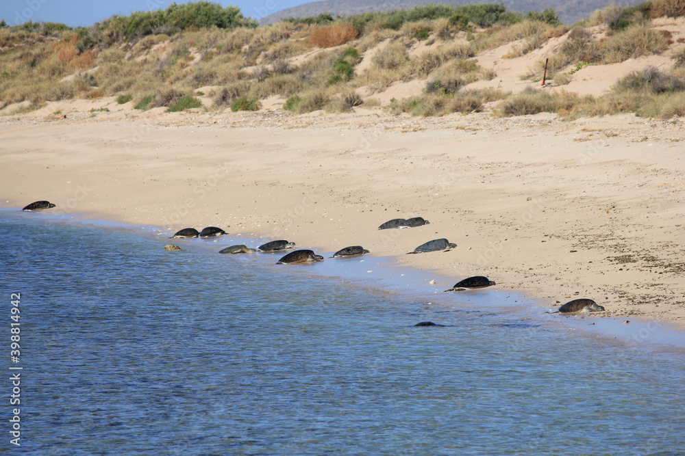 Green Sea Turtles resting on a beach during breeding season in the Ningaloo reef, Western Australia Green Sea Turtles resting on a beach during breeding season in the Ningaloo reef, Western Australia