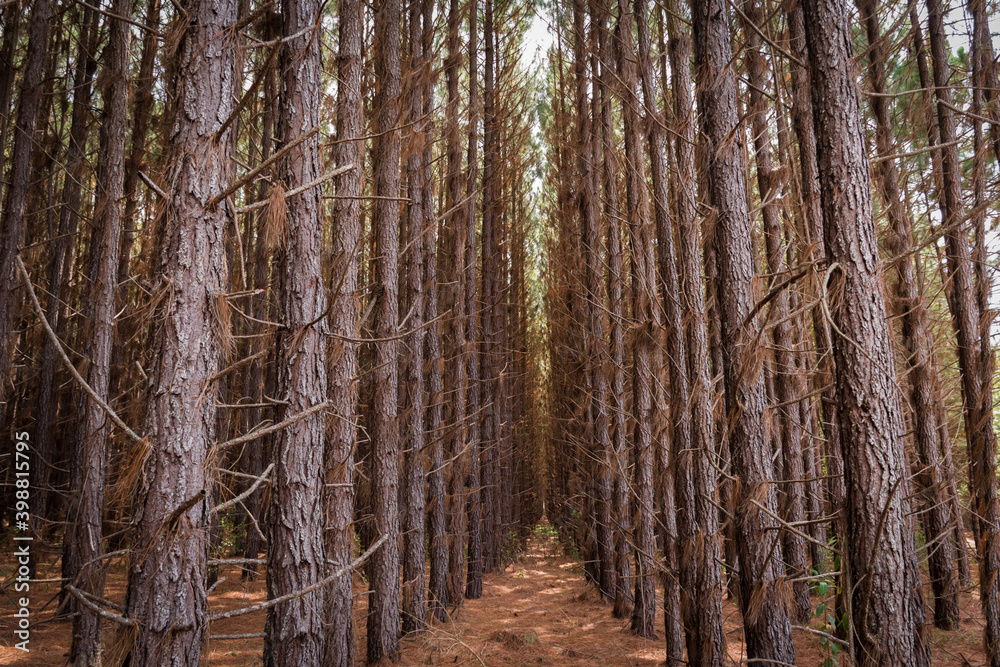 Fototapeta premium Forest Plantation