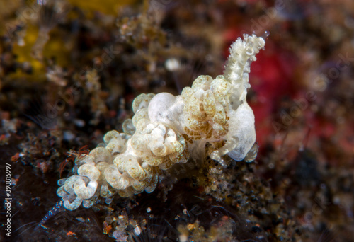 Nudibranch (sea slug) - Noumeaella rehderi. Macro underwater world of Tulamben, Bali, Indonesia.