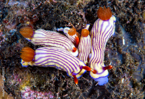 Nudibranch (sea slug) - Hypselodoris whitei. Macro underwater world of Tulamben, Bali, Indonesia.