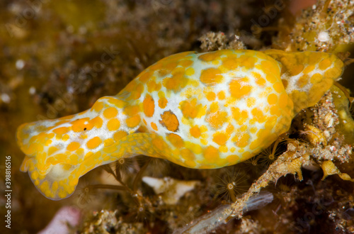 Yellow-spotted Bubble Snail -lamprohaminoea sp. (nudibranch - sea slug). Macro underwater world of Tulamben, Bali, Indonesia.