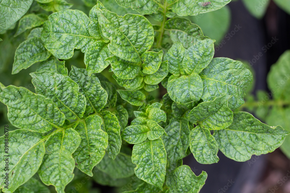 vitsta from above of potato plant leaves vitsta from above of potato plant leaves