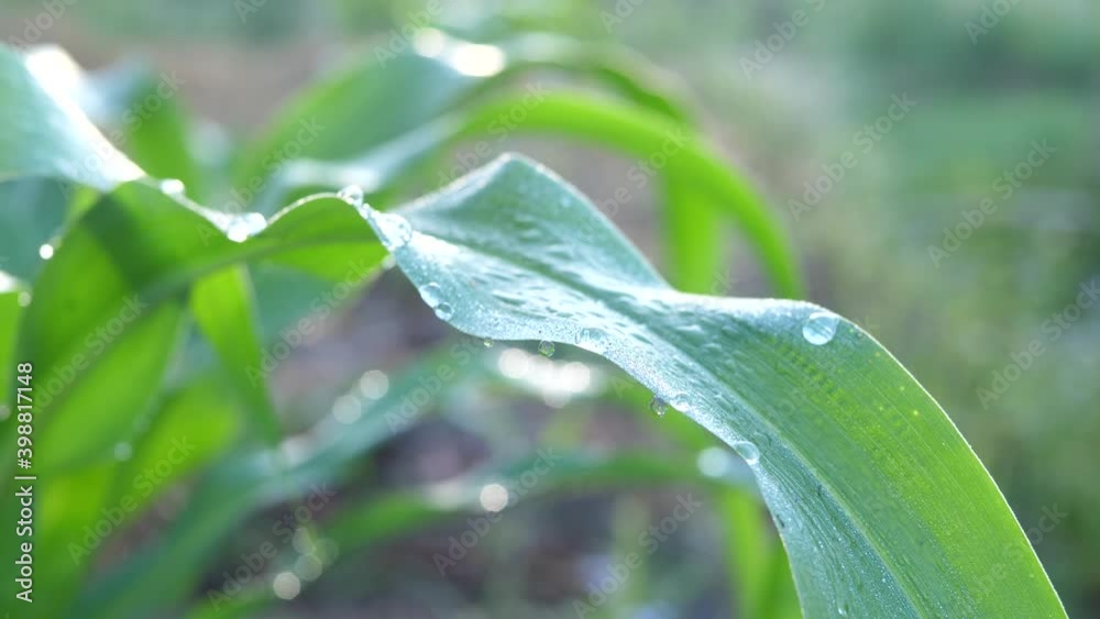 Small corn plants growing, dew drop on corn leaves, agricultural farm, organic vegetables. Small corn plants growing, dew drop on corn leaves, agricultural farm, organic vegetables.