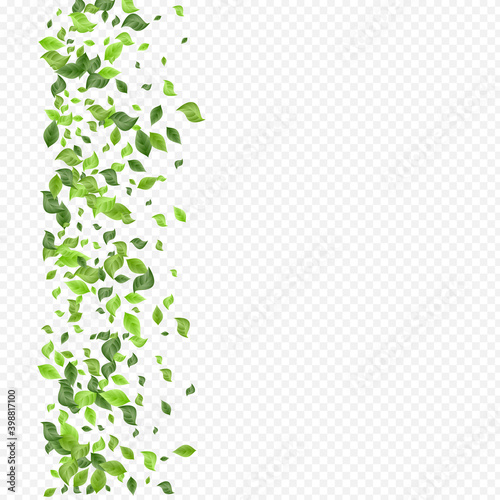Lime Greenery Tree Vector Transparent Background 