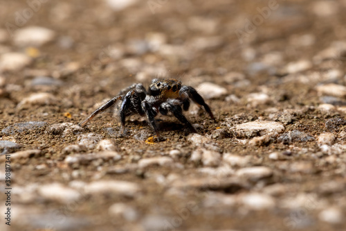 Jumping spider on a concrete surface photo