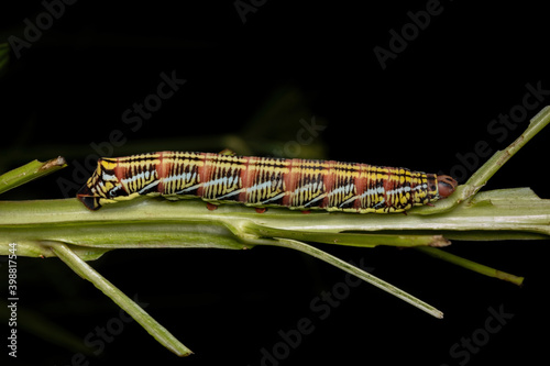 Catterpillar of Banded Sphinx Moth photo