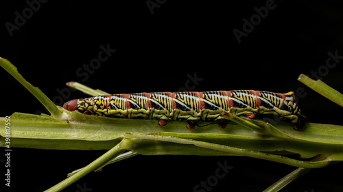 Catterpillar of Banded Sphinx Moth photo