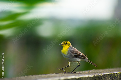 posing bird  © Akhil