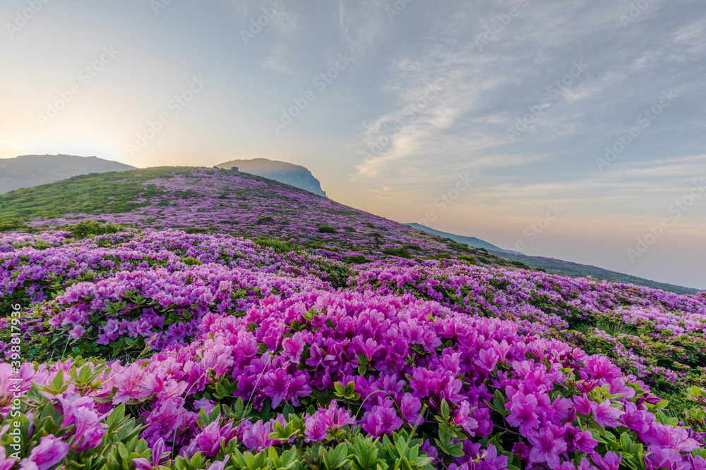 한라산 철쭉