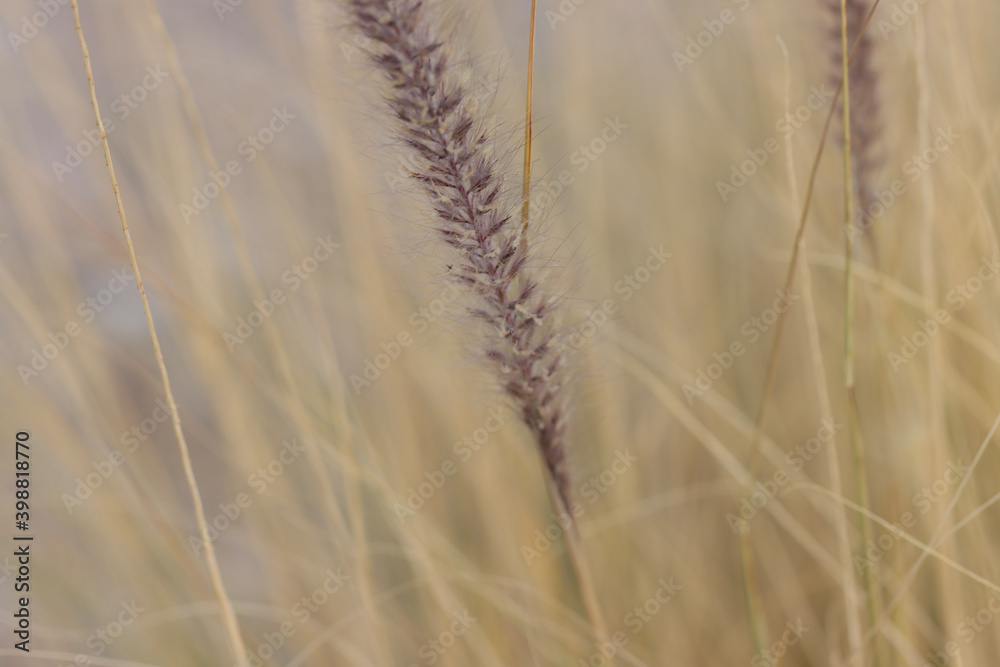 Fototapeta premium ears of wheat