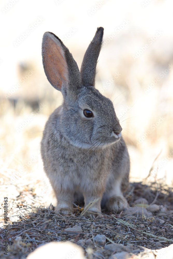 Fototapeta premium rabbit on the beach