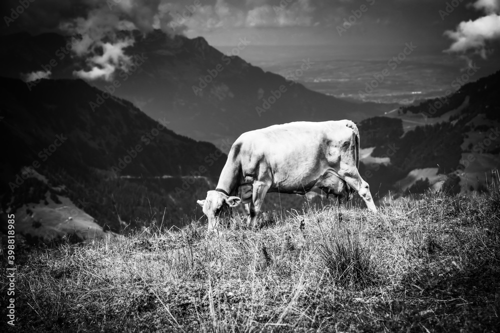 Fototapeta premium Cows and Cattle grassing in the Swiss Alps - typical Switzerland - travel photography