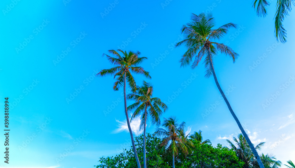 Palm trees against the blue sky and white clouds.