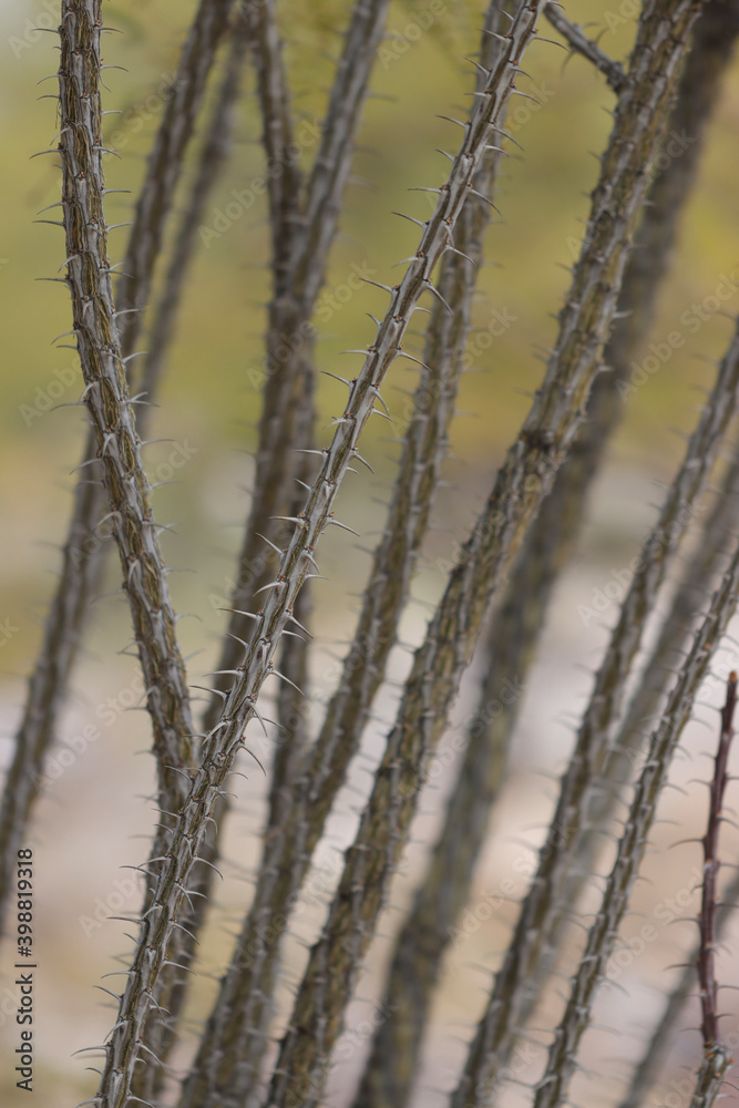 frost on branches frost on branches