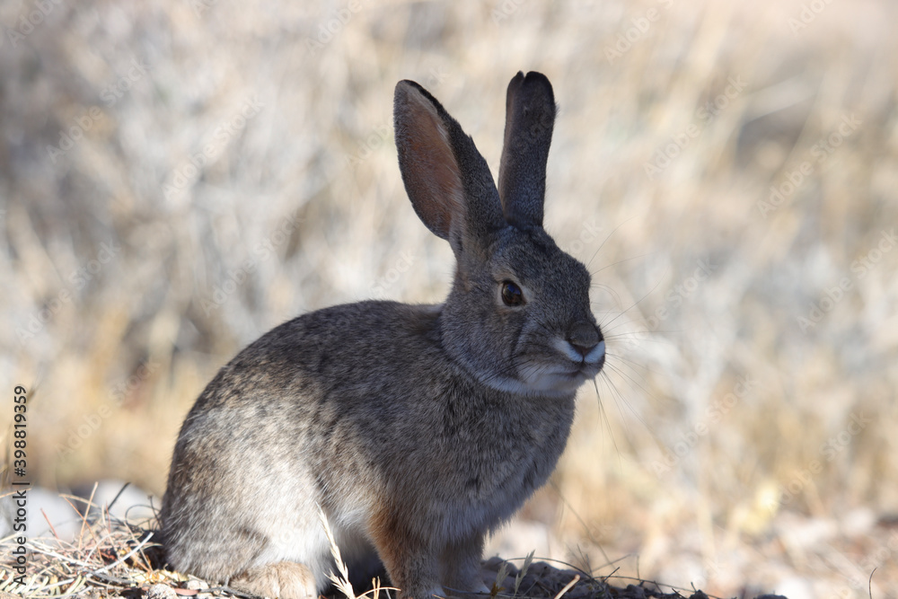 Fototapeta premium rabbit in the snow
