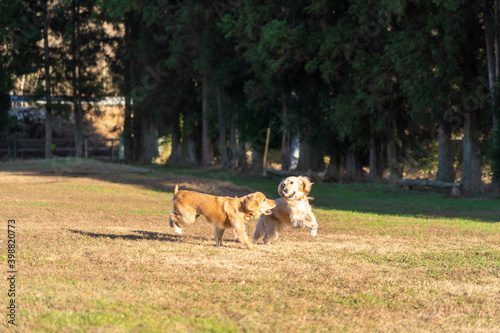 世界の名犬牧場／ゴールデンレトニエル