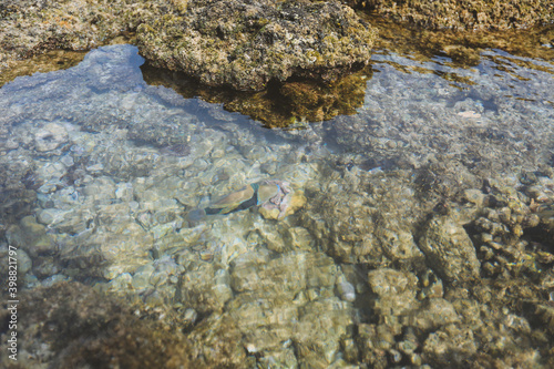 Reef triggerfish，Kuilima Cove Snorkeling, North shore of Oahu island, Hawaii