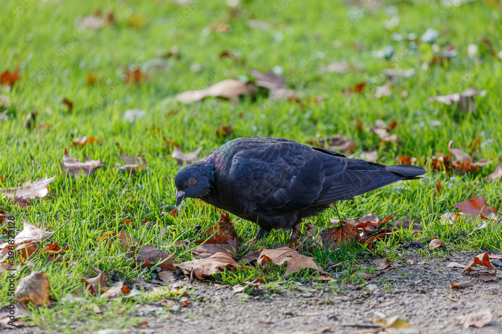 Fototapeta premium Pigeon walking on the grass in park