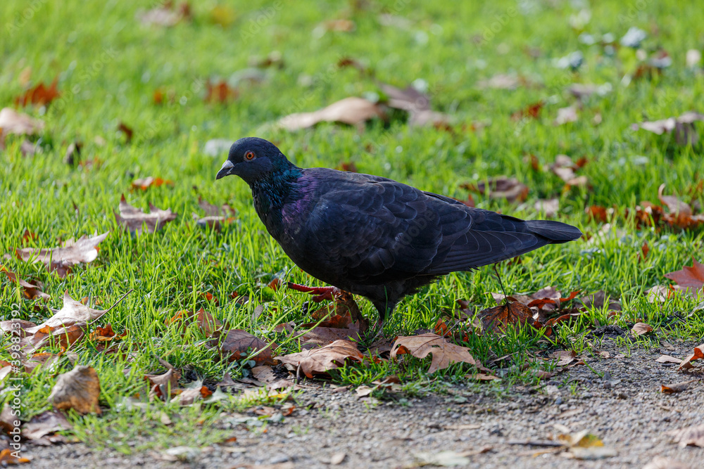 Pigeon walking on the grass in park
