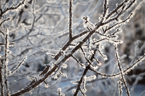 Fresh frost on tree branches on a frosty winter morning. © sv_production