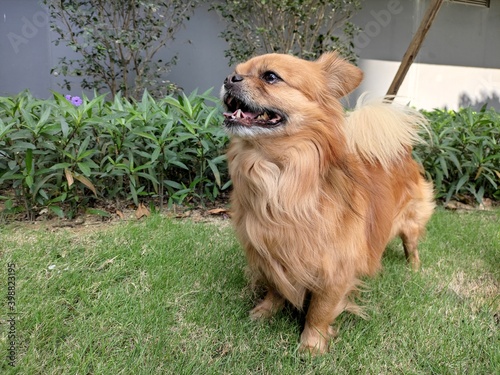 Εκτύπωση καμβά intelligence red-haired Tibetan Spaniel walking smiling happy