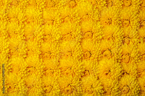 黄色い菊の花の背景テクスチャー