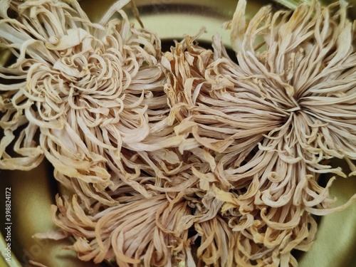 still life dried chrysanthemum on golden plate photo