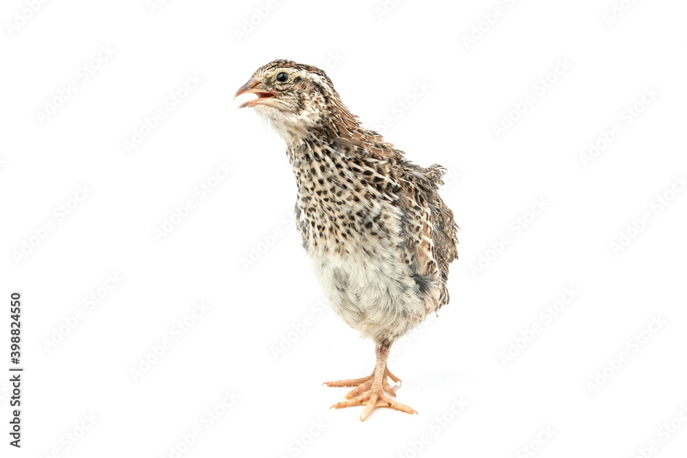 Obraz premium Isolated Japanese quail on white background.