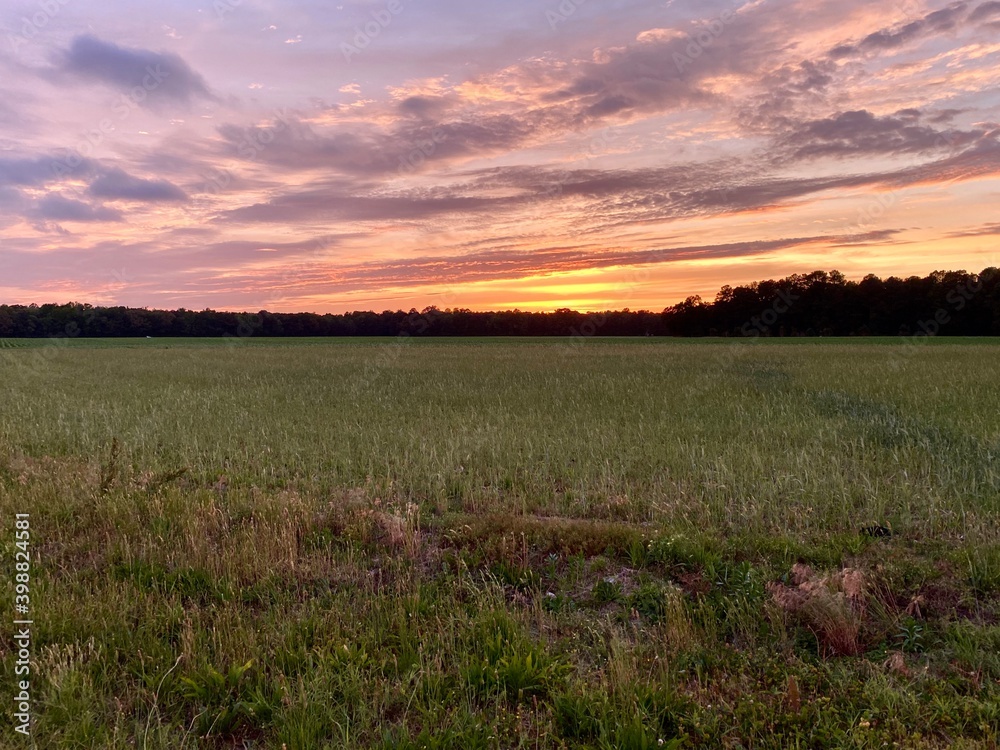 sunset over field 
