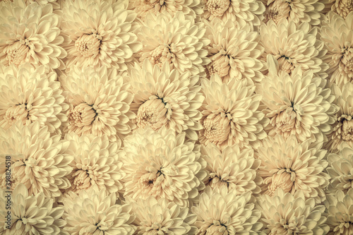 白い菊の花の背景テクスチャー