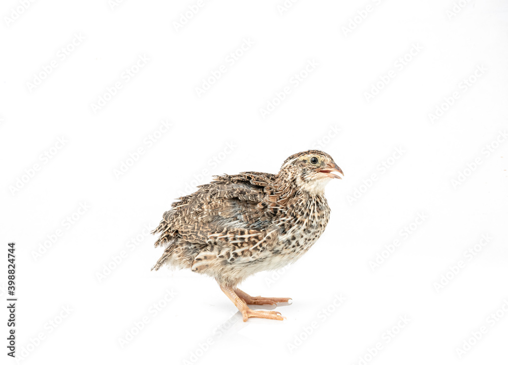 Isolated Japanese quail on white background. Isolated Japanese quail on white background.