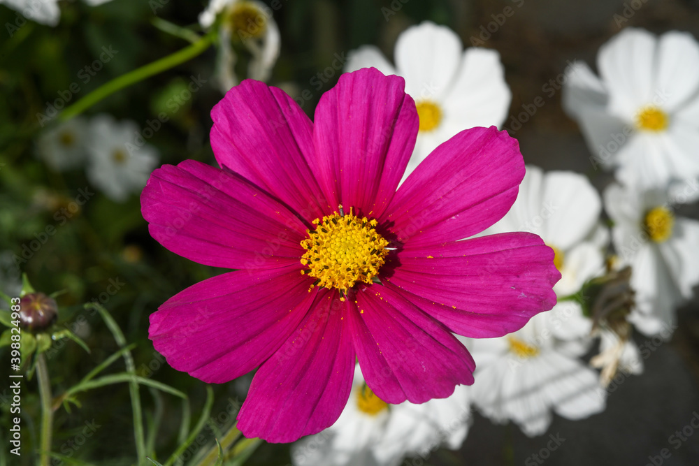 Obraz premium cosmos, Mexican Aster, 코스모스