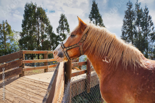 Wallpaper Mural portrait of a horse Torontodigital.ca