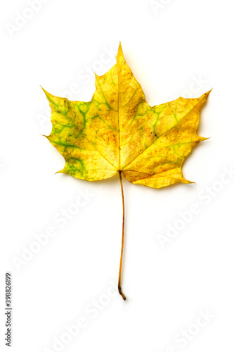 bright yellow maple leaf isolated against a white background